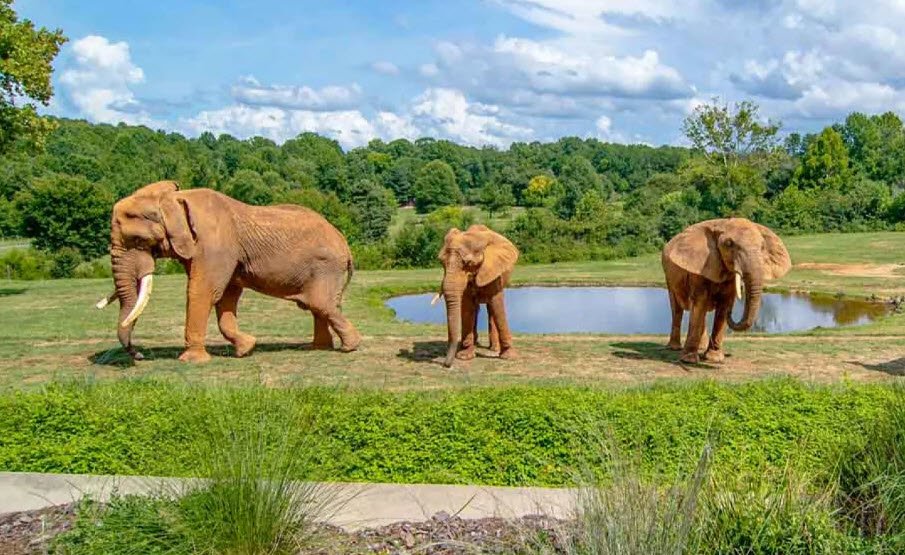 North Carolina Zoo, North Carolina, USA